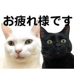 This place is full of cats