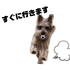 yuitan_20200514135150