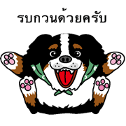 Bernese Mountain Dog Thai version