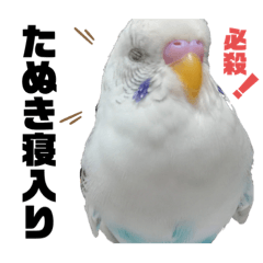 鳥 Lineクリエイターズスタンプまとめ Stamplist