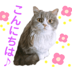 RINGO_20200514165911