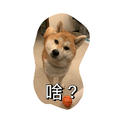 拉奇柴2