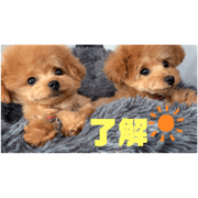 7petsfamily_20200514122241