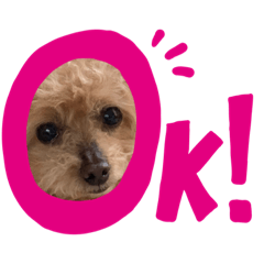 Momo the toy poodle 1