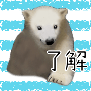 Polar Bear Boy Taiwan