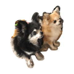 chisa_20200514180134