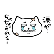Cat spotted kun