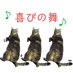 kijitora_chibi