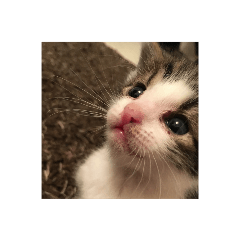 melon_20200514224825