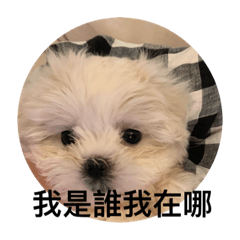 球妮寶貝