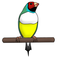 Gouldian Rainbow Finch Bird