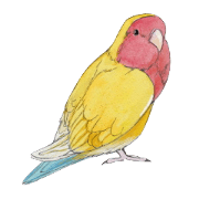 Pico of the lovebird
