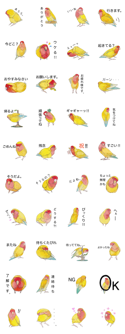 Pico of the lovebird