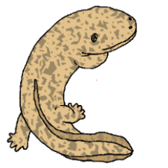Shosuke of giant salamander