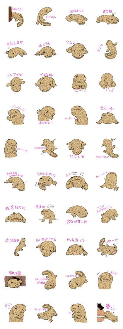 Shosuke of giant salamander