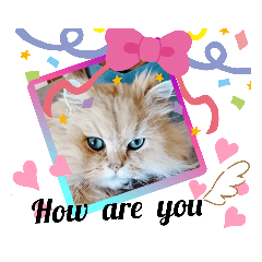 mamechiyo_20200515003114