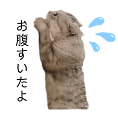 RINGO_20200515014202