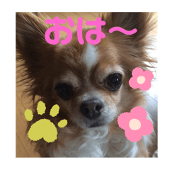 panda_20200515105501