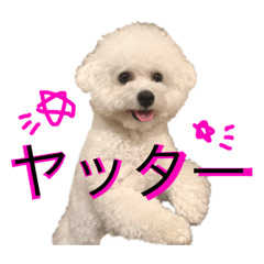 COTTON bichon frise Ver.2