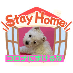 Dog home 2020