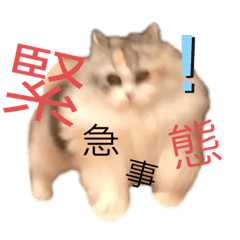 momo_20200515191823
