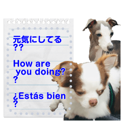 "Message"Chihuahua & Italian greyhound
