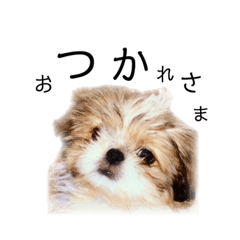 Shih Tzu dogjp