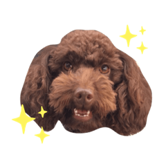 Mimi the Toypoodle