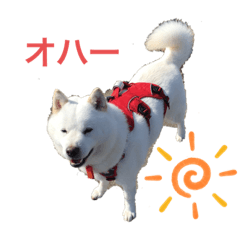 北海道犬くまの日常