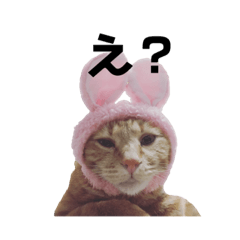 my sweeeeet cat is yurate