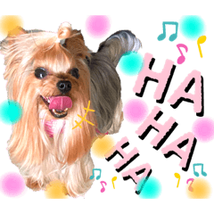 The stamp is my Yorkshire Terrier