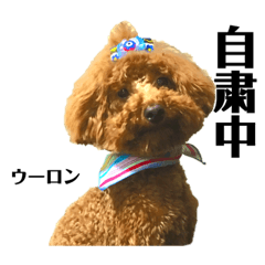 TonTon 2020 Love Tonton