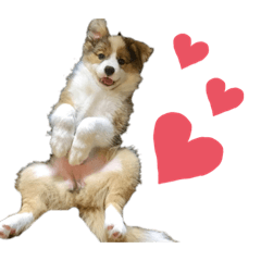 bordercolliesakuchan