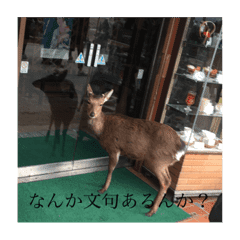 シカ Lineクリエイターズスタンプまとめ Stamplist シカ Lineクリエイターズスタンプまとめ Stamplist