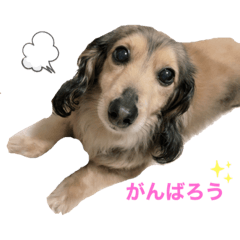 きなこなんだよ