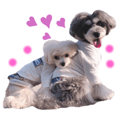 Schnauzer himasaku_20200516003901