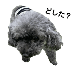 Toy poodle_Qoo