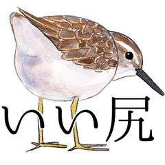 日本の野鳥6