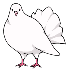 lucu Pigeon2