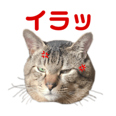 yuukun cat