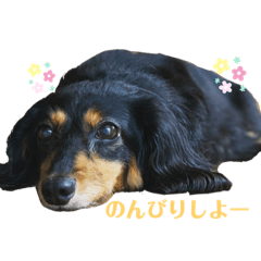 My lovey dog is Suzu-chan