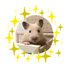 Sally_hamster