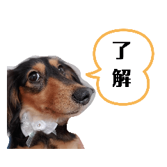 Momochan Dachshund