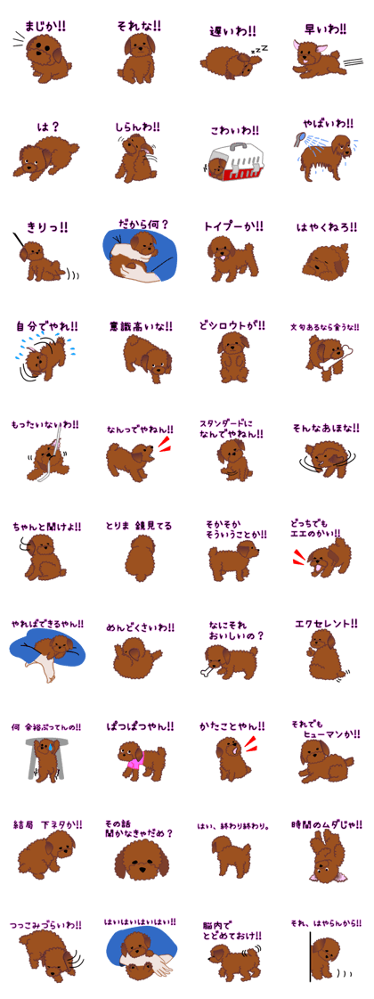cynical toy poodle
