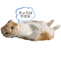 ringo_20200517102014