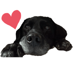 Black lab Riki