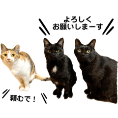 SAYURI_20200517134017