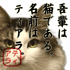 吾輩は猫である。名前はティアラ。