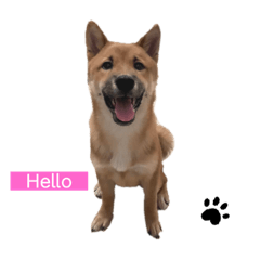 性格小柴犬「發柴」