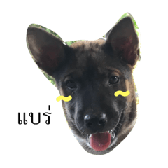 madog1